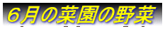 �U���̍؉��̖��